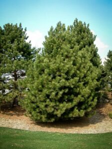 Сосна Чёрная (Pinus Nigra) купить по цене от 270.00р. в интернет-магазине «Посадика» с доставкой почтой в в Ужуре и по всей России – [изображение №1].