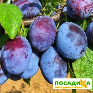 Слива Чачакская ранняя купить по цене от 229.00р. в интернет-магазине «Посадика» с доставкой почтой в в Ужуре и по всей России – [изображение №1].