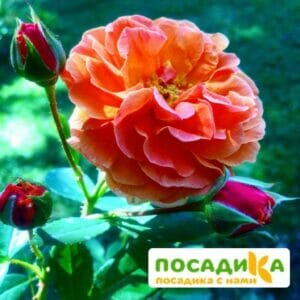 Роза Арабия купить по цене от 350.00р. в интернет-магазине «Посадика» с доставкой почтой в в Ужуре и по всей России – [изображение №1].