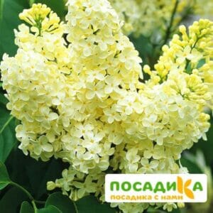 Сирень Примроуз (Primrose) купить по цене от 529.00р. в интернет-магазине «Посадика» с доставкой почтой в в Ужуре и по всей России – [изображение №1].