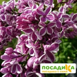 Сирень Сенсация купить по цене от 529.00р. в интернет-магазине «Посадика» с доставкой почтой в в Ужуре и по всей России – [изображение №1].