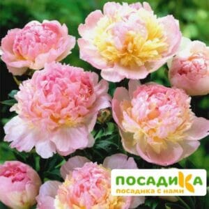 Пион Распберри Сандей (Paeonia Raspberry Sundae) купить по цене от 959р. в интернет-магазине «Посадика» с доставкой почтой в в Ужуре и по всей России – [изображение №1].