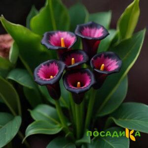 Калла Аура Лейс купить по цене от 400р. в интернет-магазине «Посадика» с доставкой почтой в в Ужуре и по всей России – [изображение №1].