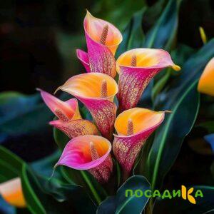 Калла Оникс купить по цене от 450р. в интернет-магазине «Посадика» с доставкой почтой в в Ужуре и по всей России – [изображение №1].