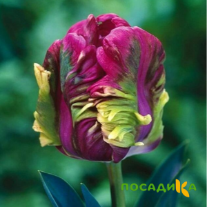 Тюльпан Экзотик Хэвен купить по цене от 186р. в интернет-магазине «Посадика» с доставкой почтой в в Ужуре и по всей России – [изображение №1].
